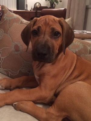 Correct dog puppy available at 8 weeks