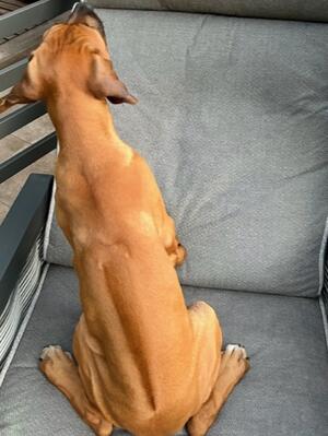 Available bitch puppy showing her correct ridge