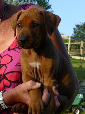 7 week old pet bitch pup available