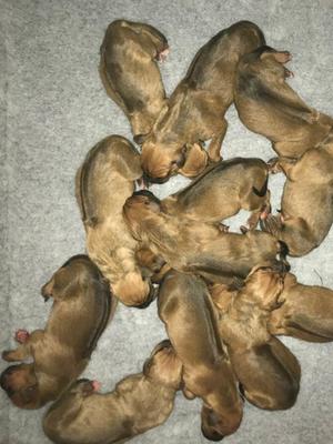 Puppies on the day they were born