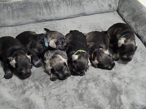 Puppies at 4 weeks