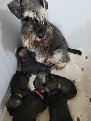 Mother with previous litter