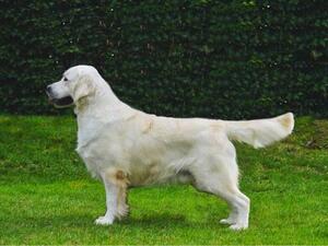 Sire is Lawpark Lorenzo of Camrose