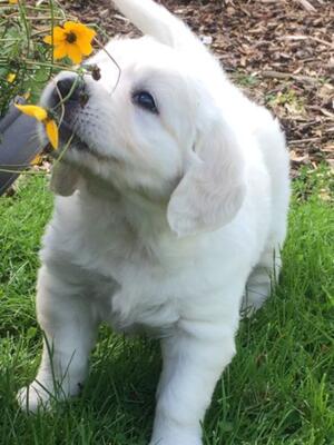 A pup sniffing