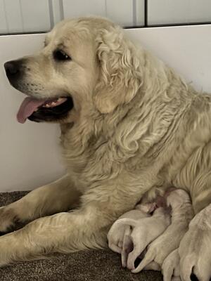 Mum is Summer (Lawpark Duneane Lady)