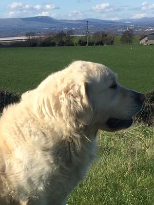 Summer (Lawpark Duneane Lady)