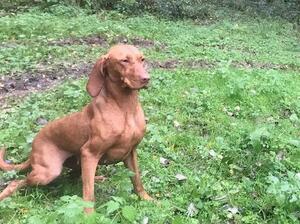 Freya waiting to retrieve a downed pheasant