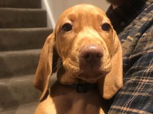 9 week