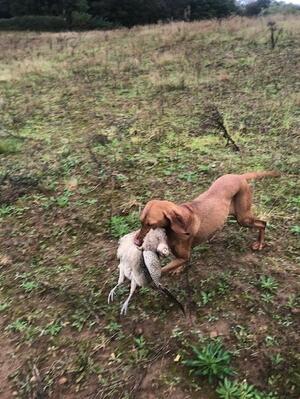 Freya retrieving a hen pheasant