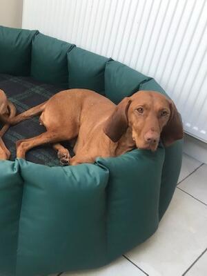 Freya resting her head after a busy day