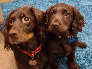 Mum(left) & daughter from previous litter