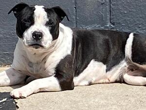 Dam to the pups Sunbathing