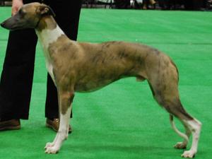 Scribble winning his class at Boston