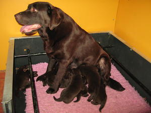 Pups at one week old