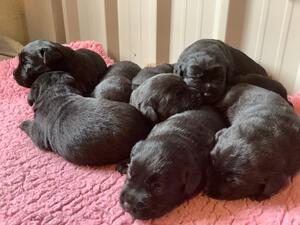 Puppies at one week
