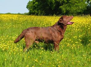 Yogi