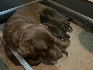 Indulge in the sweetness of life with our choc lab