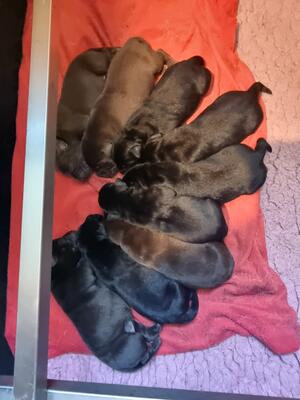 Two puppies remaining