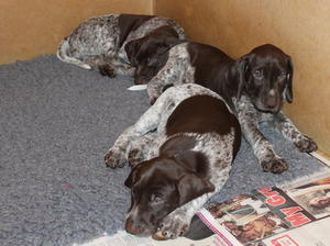 At 6 weeks