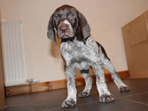 At 6 weeks