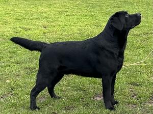 Moose at 1 year