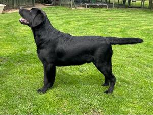 Moose at 5.5 months