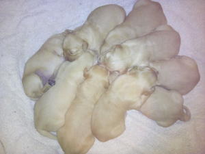 Previous Litter