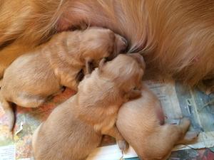 Thistle with her litter I day old