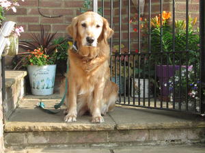 Bracken