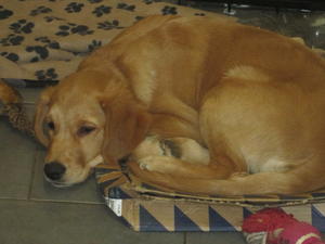 Thistle as a young dog