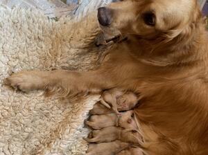 Poppy with half litter of 11