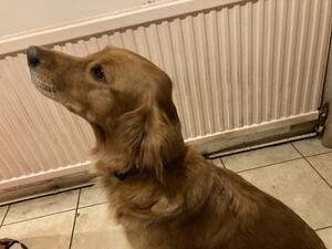 Tansy -2 years