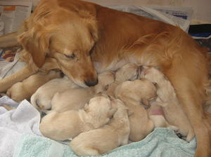 Bracken and pups