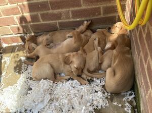 Pups 5 weeks