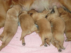 Bracken pups1week
