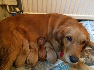 Thistle 2 1/2 with her Litter