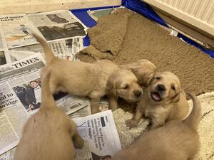 Puppies 3weeks