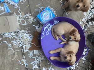 Two pups