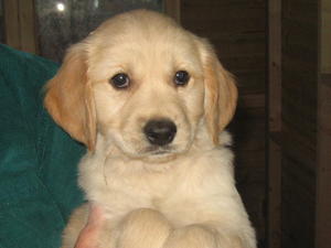 Bitch puppy now available