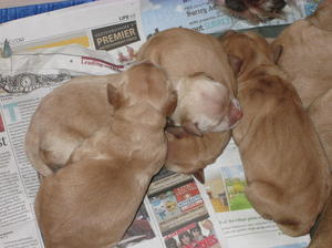 Bracken pups 1week