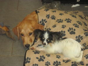 Thistle with her friend Piccolo the Papillon