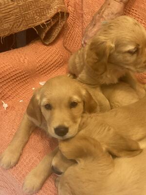 Pups 4 days