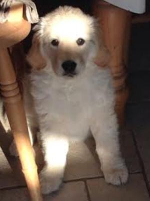 Toby 10.5 weeks