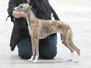 @13 months 1st show with us. 1st in her class