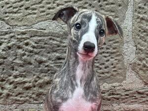 Male Puppy Available