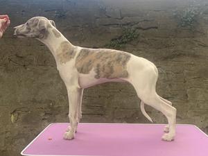 Female Puppy