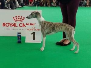 Winning BPIB at the Benelux show in Amsterdam