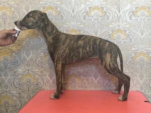 Male Puppy Available
