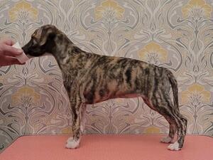 Female pup