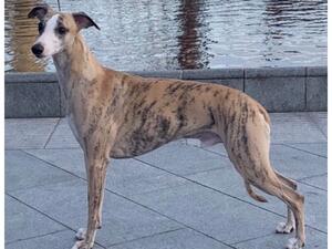 Sire